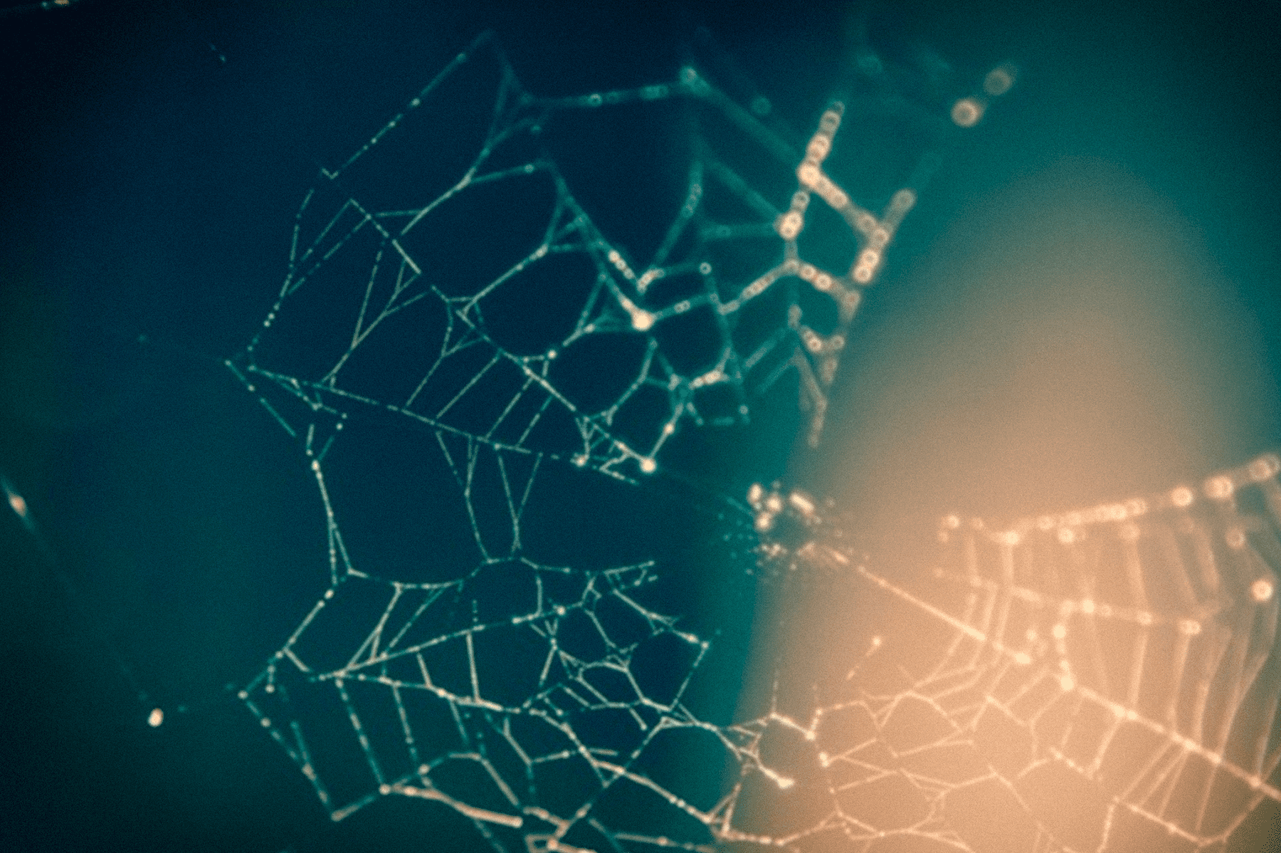 Free Close Up Photography of Spider Web Stock Photo