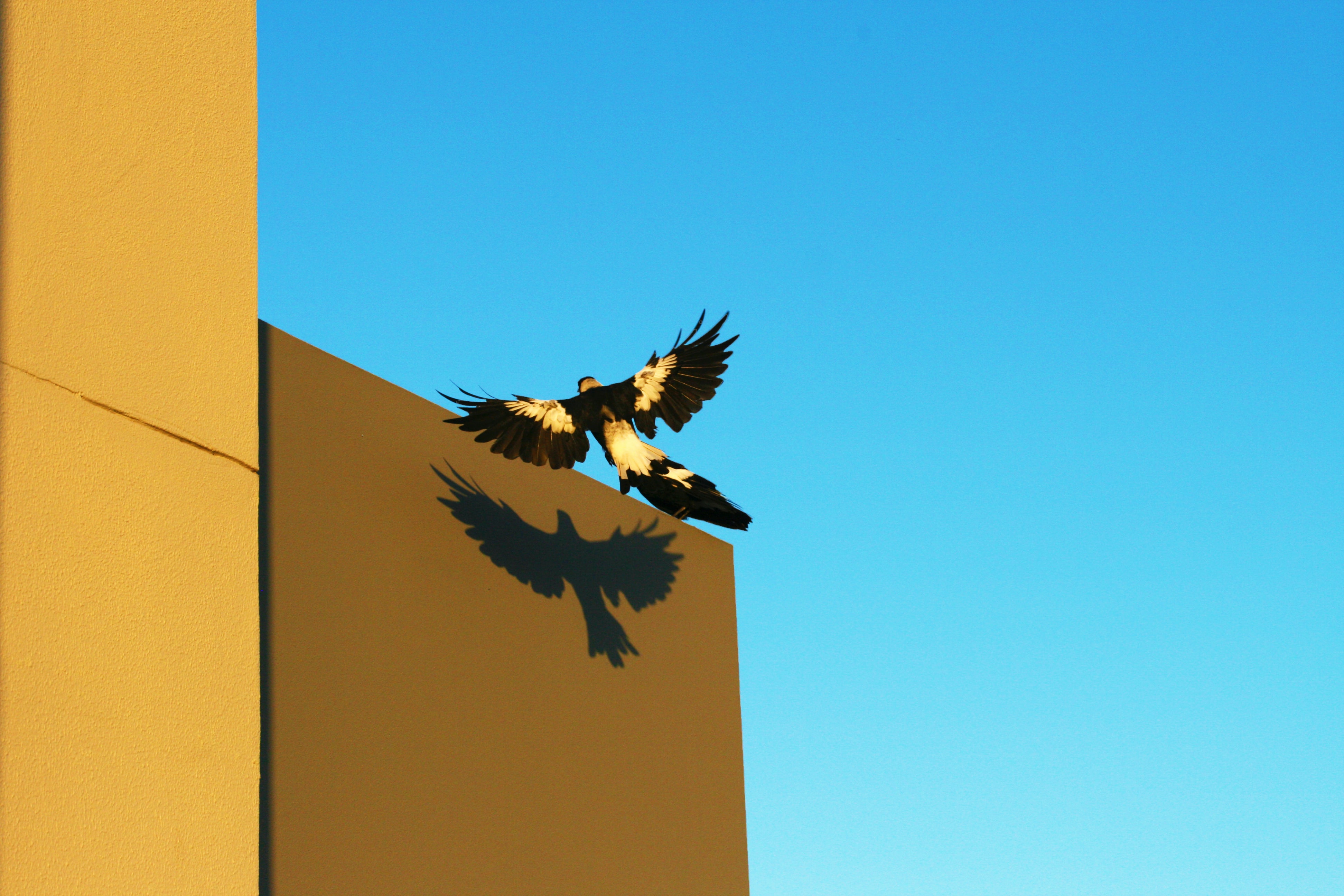 magpie bird flys to top of building