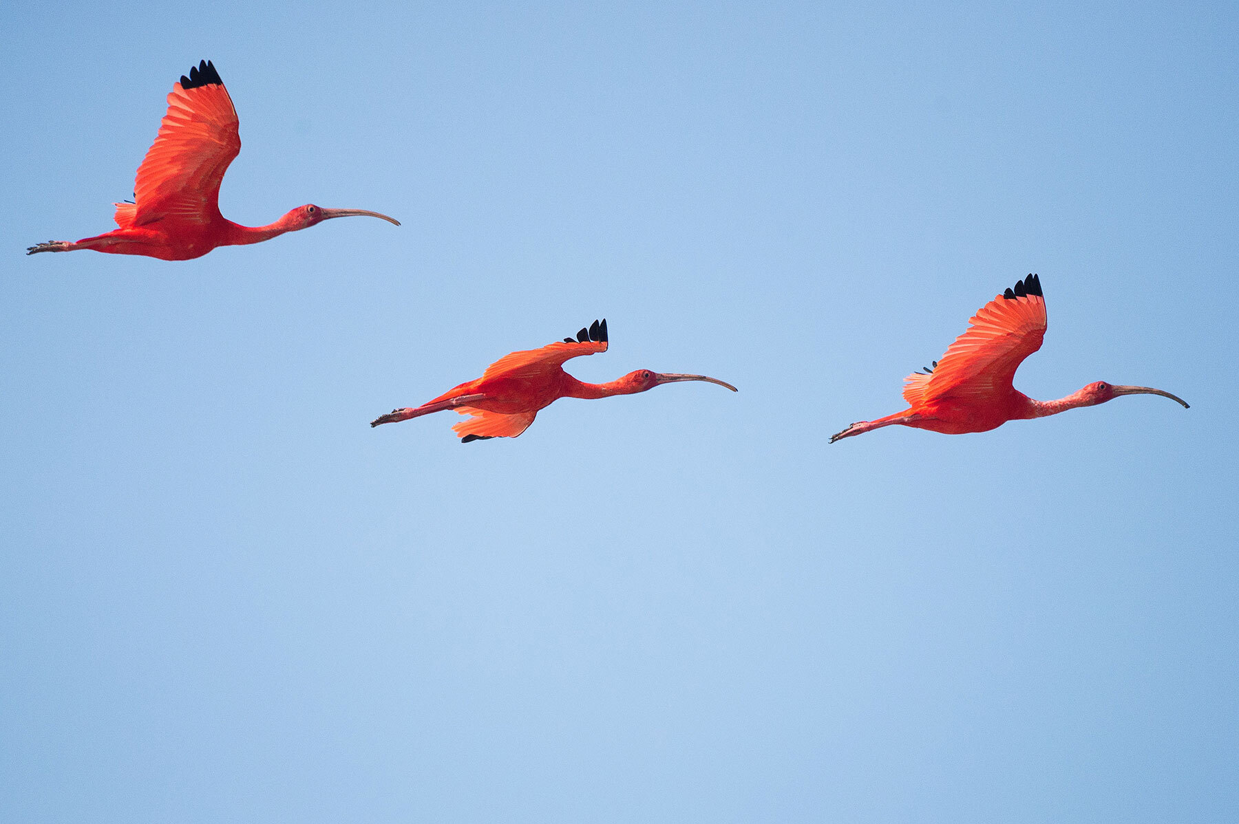 three red ibis birds flying across blue skyline